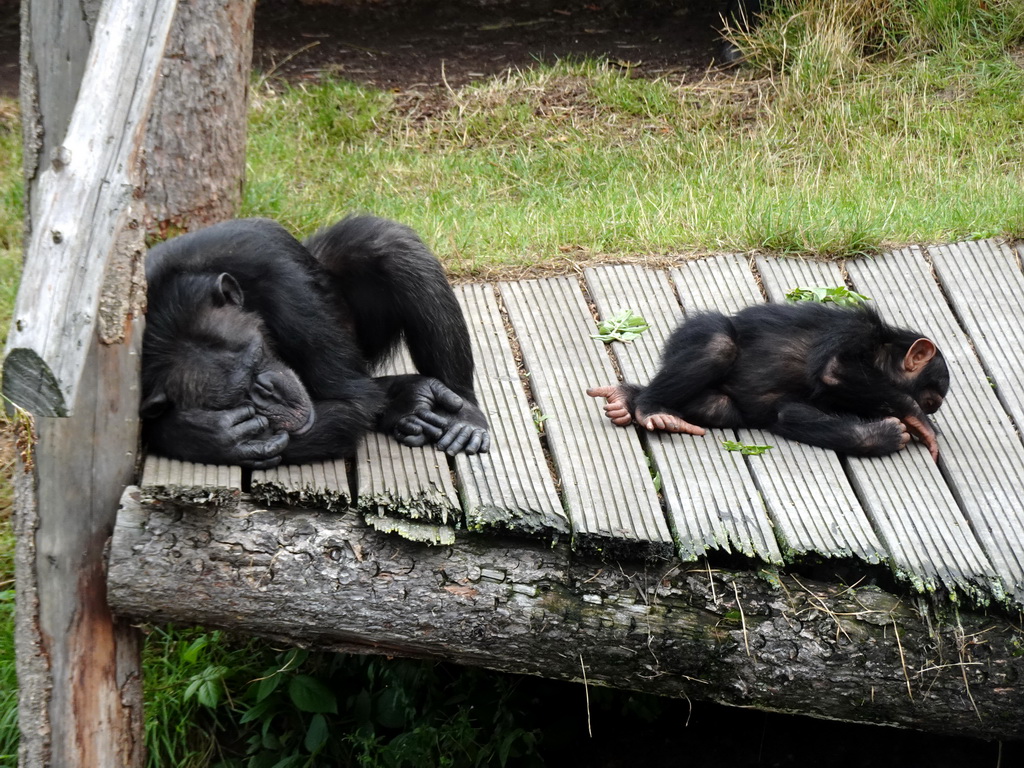 Chimpanzees at the Dierenrijk zoo