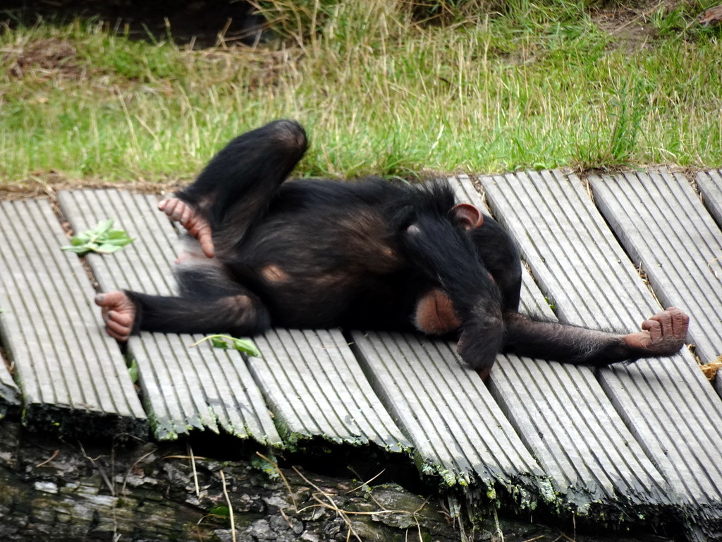 Young Chimpanzee at the Dierenrijk zoo