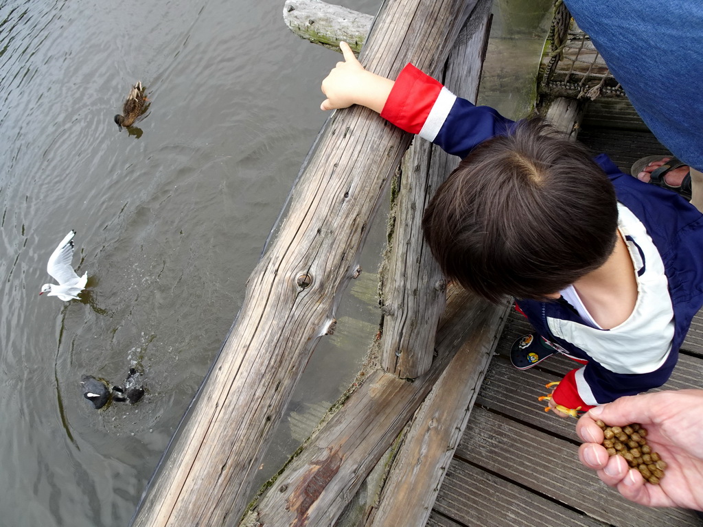 Max feeding the Ducks and Common Carps at the Dierenrijk zoo