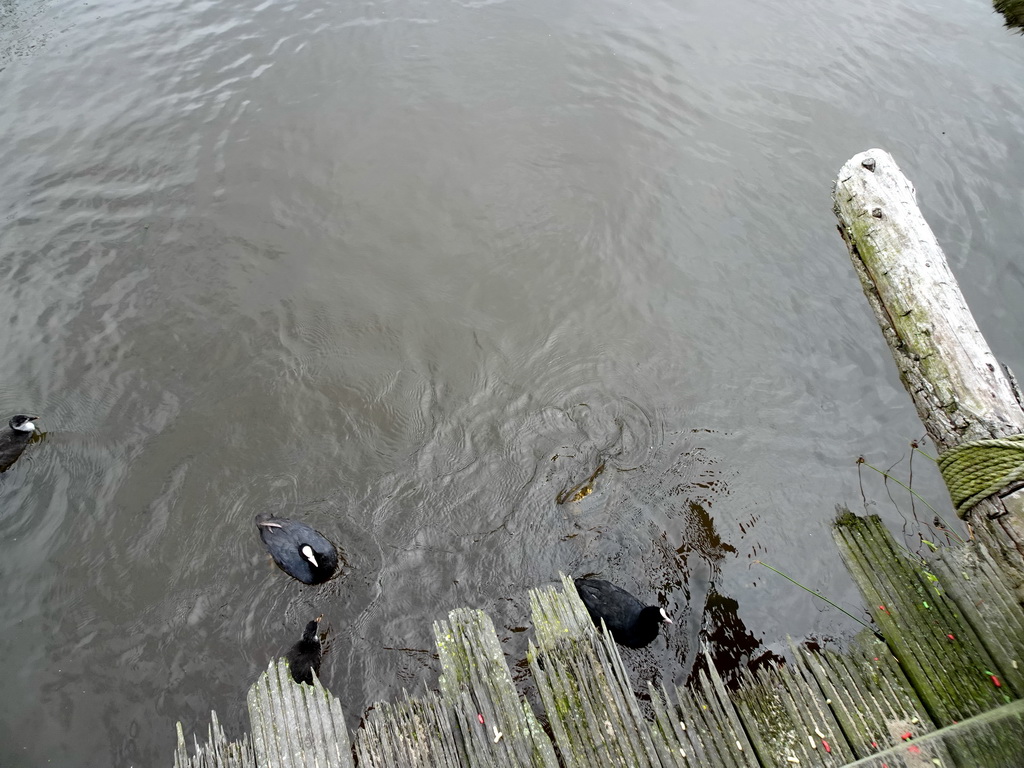 Ducks and Common Carps at the Dierenrijk zoo