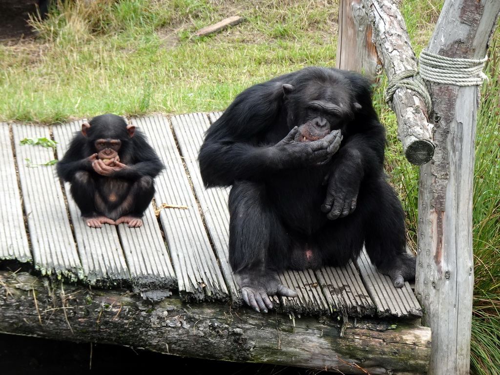 Chimpanzees at the Dierenrijk zoo