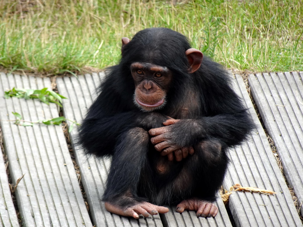 Young Chimpanzee at the Dierenrijk zoo