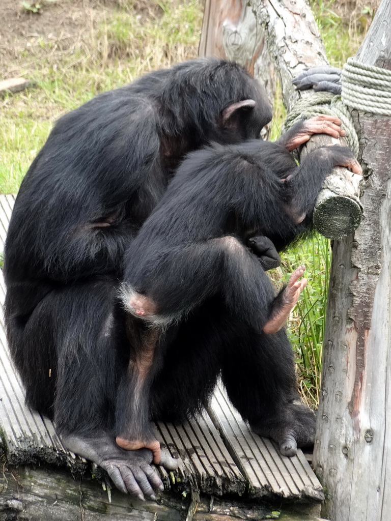 Chimpanzees at the Dierenrijk zoo