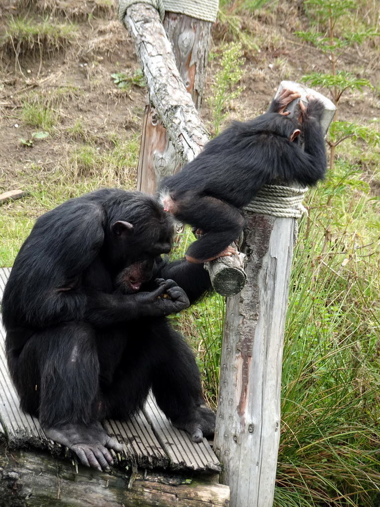 Chimpanzees at the Dierenrijk zoo