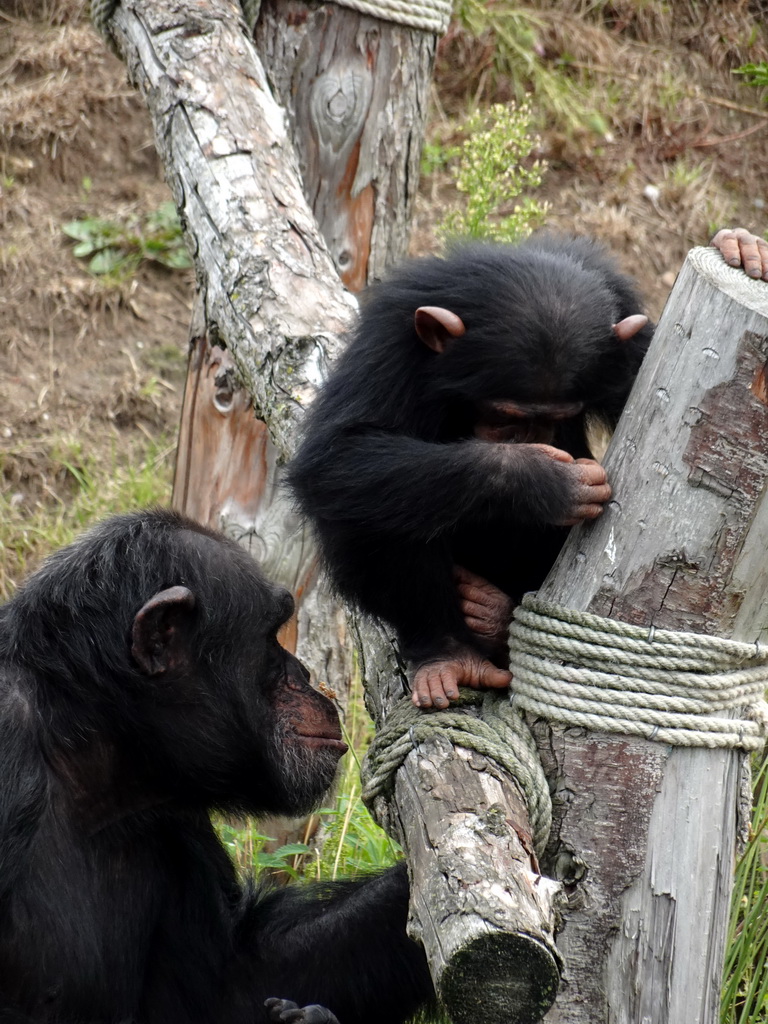 Chimpanzees at the Dierenrijk zoo