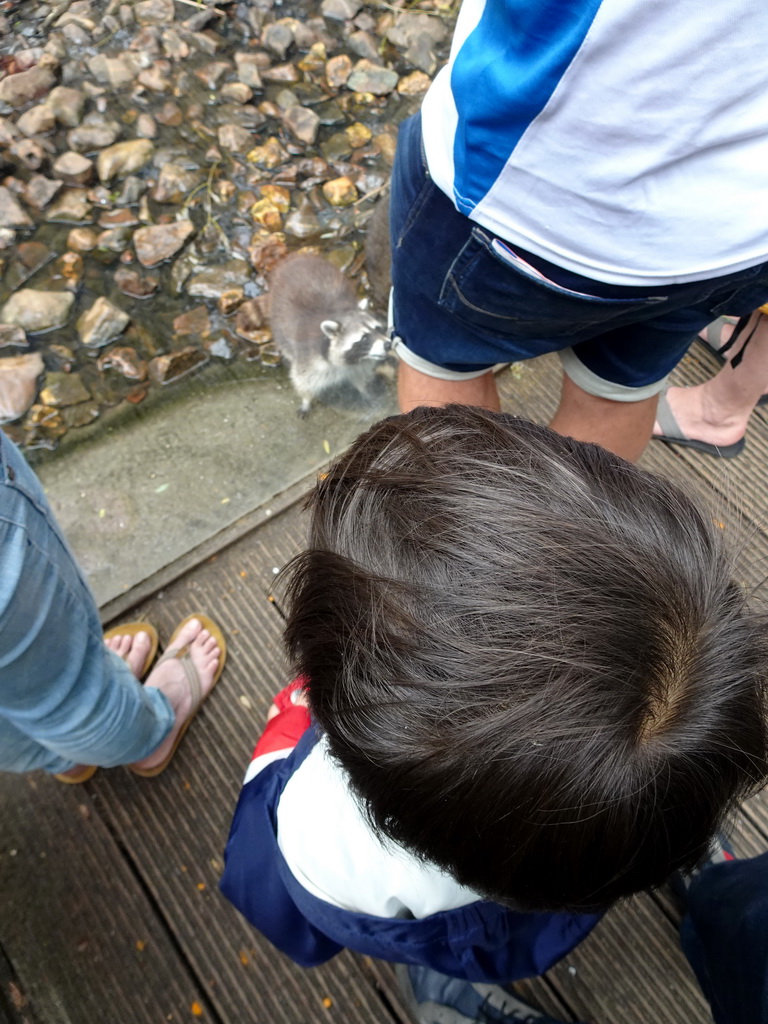 Max with Raccoons at the Dierenrijk zoo