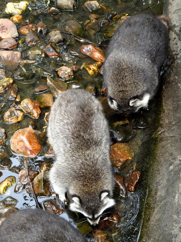 Raccoons at the Dierenrijk zoo