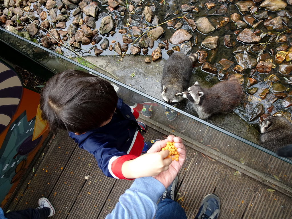 Max feeding Raccoons at the Dierenrijk zoo