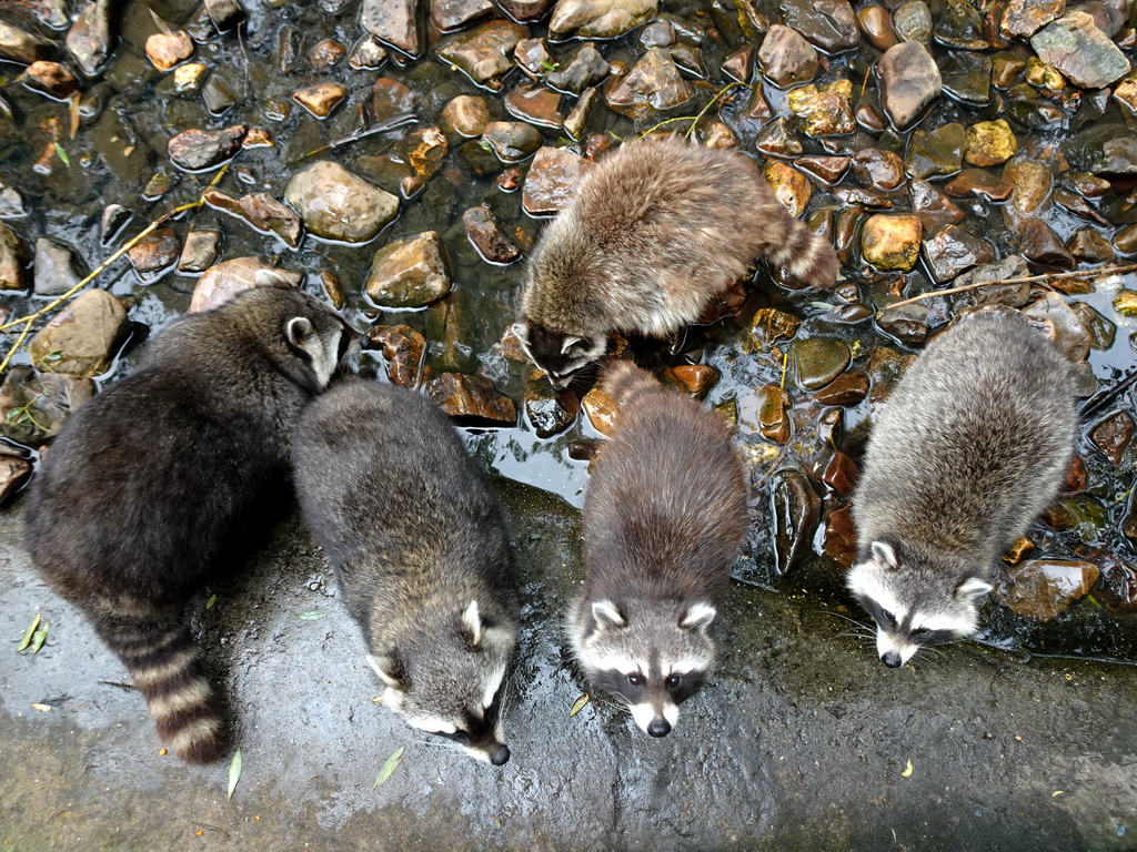 Raccoons at the Dierenrijk zoo