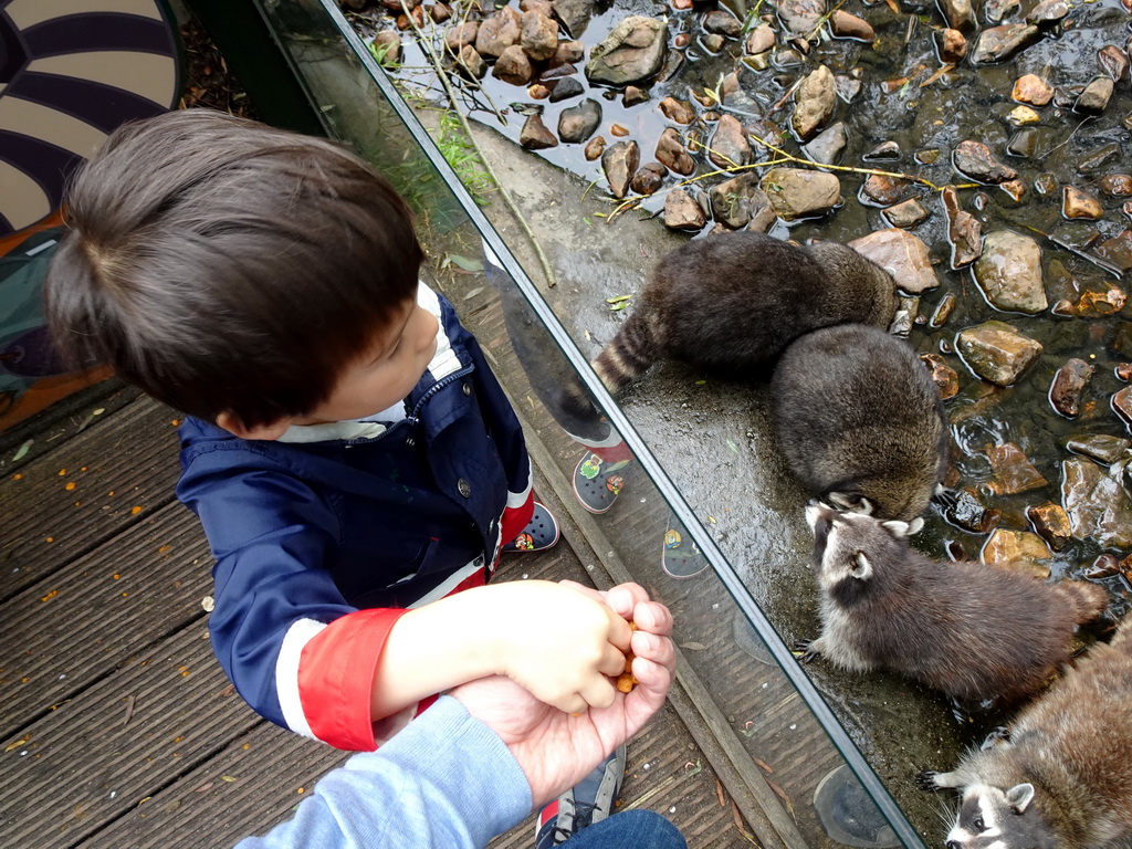 Max feeding Raccoons at the Dierenrijk zoo