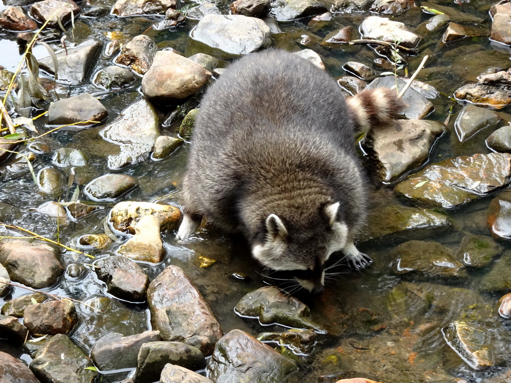 Raccoon at the Dierenrijk zoo