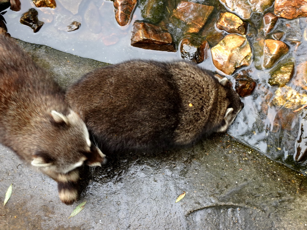 Raccoons at the Dierenrijk zoo