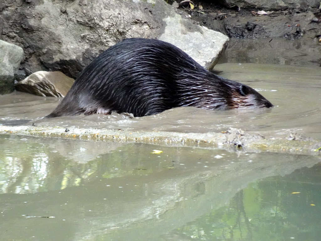 North American Beaver at the Dierenrijk zoo