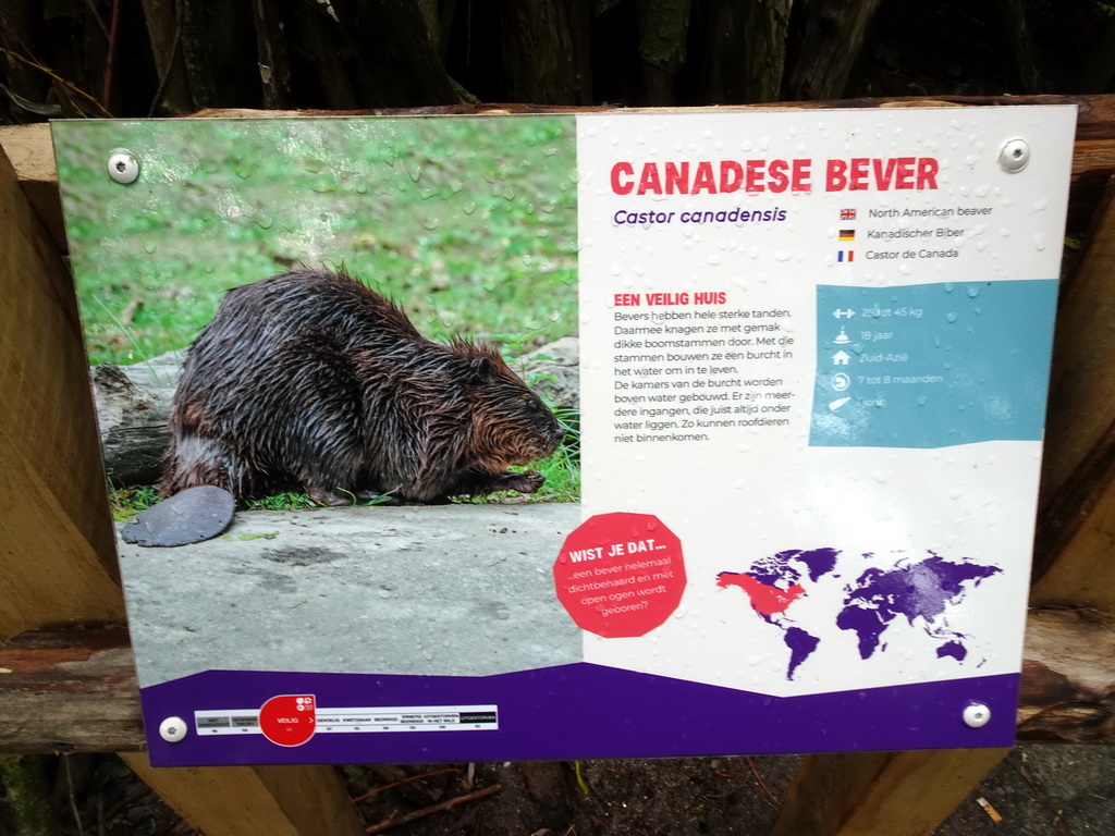 Explanation on the North American Beaver at the Dierenrijk zoo