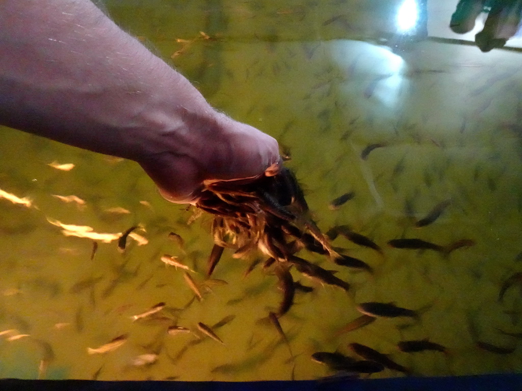 Tim`s hand with Doctor Fish at the Dierenrijk zoo