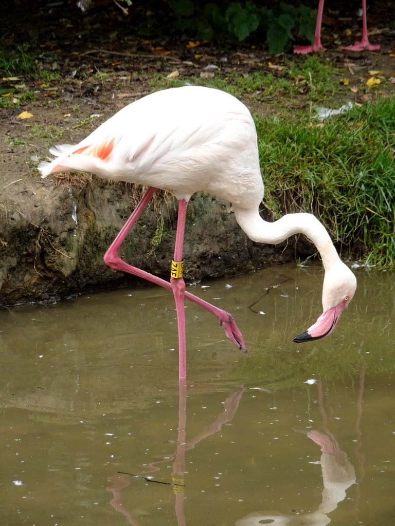 Greater Flamingo at the Dierenrijk zoo