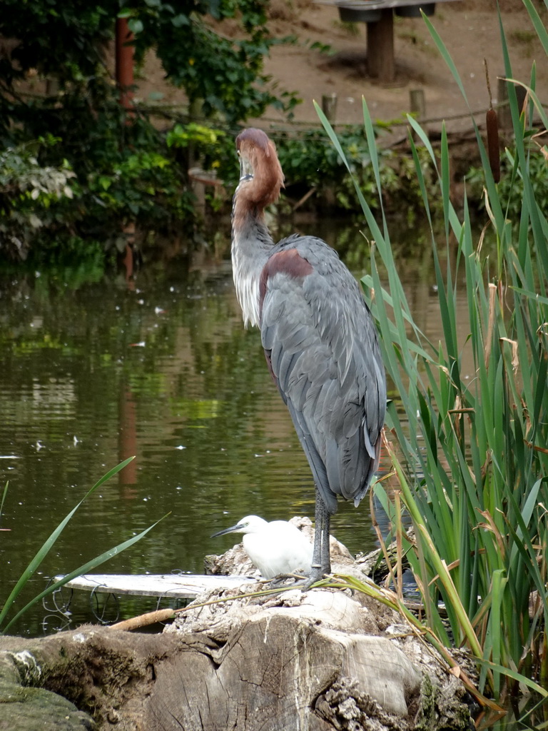 Goliath Heron at the Dierenrijk zoo