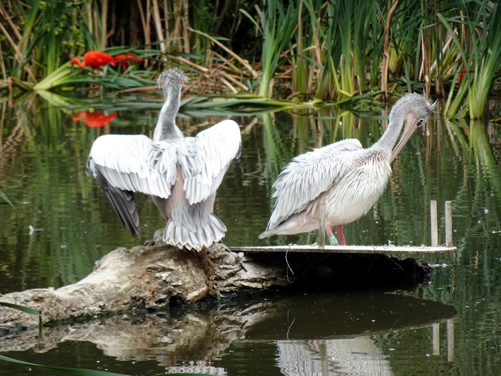 Pink-backed Pelicans at the Dierenrijk zoo