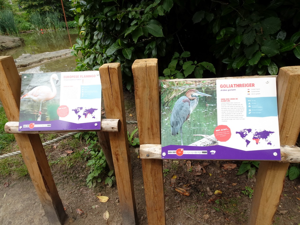 Explanation on the Greater Flamingo and the Goliath Heron at the Dierenrijk zoo