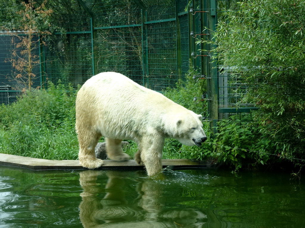 Polar Bear at the Dierenrijk zoo