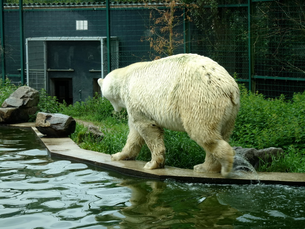 Polar Bear at the Dierenrijk zoo