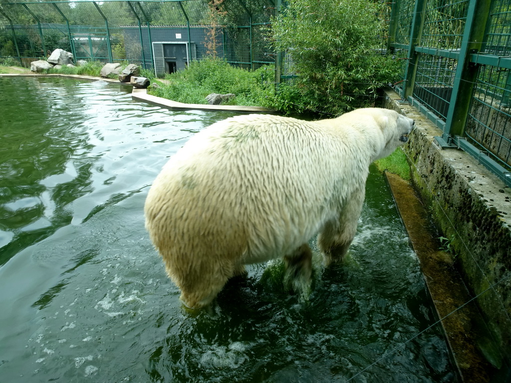 Polar Bear at the Dierenrijk zoo