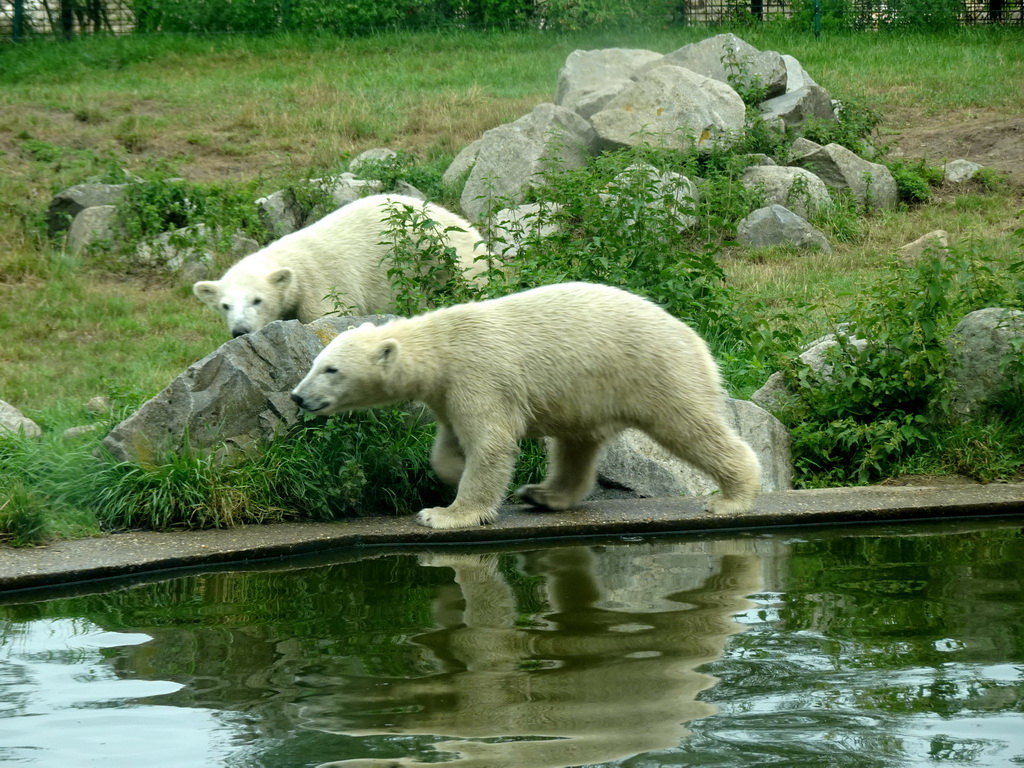 Young Polar Bears at the Dierenrijk zoo