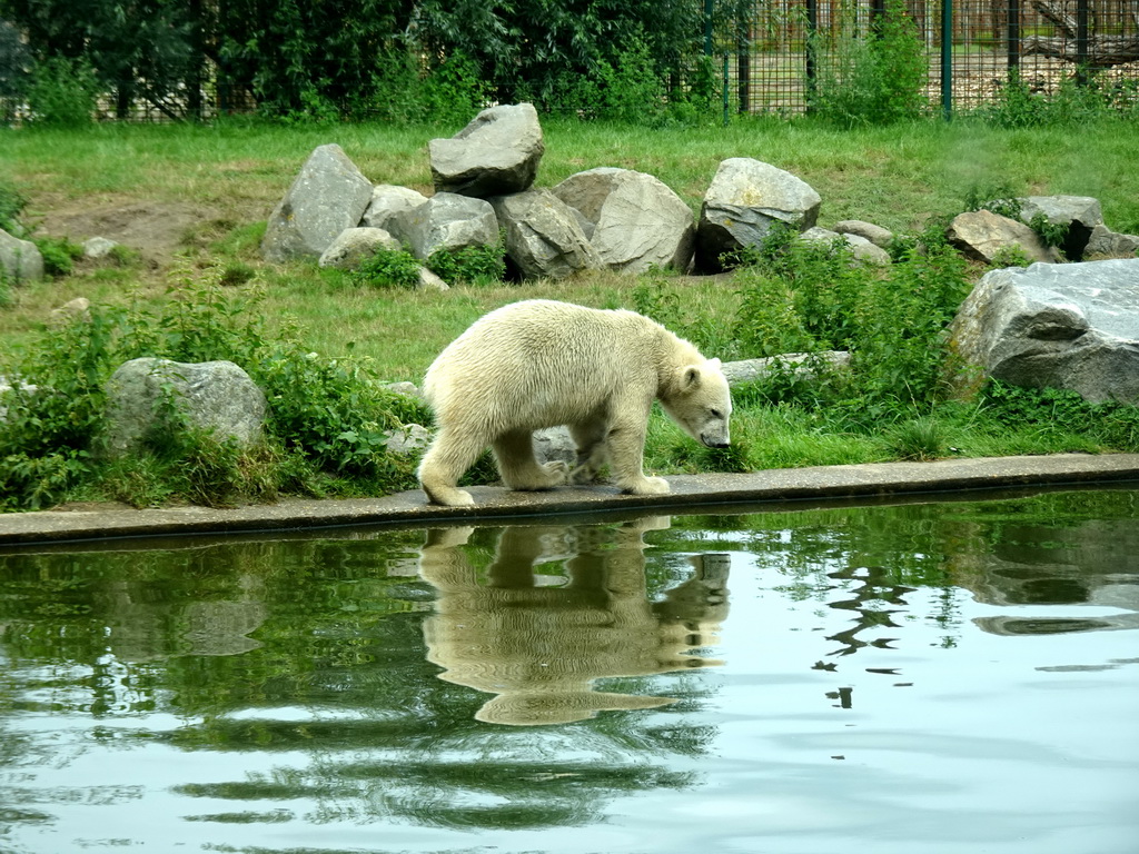 Young Polar Bear at the Dierenrijk zoo