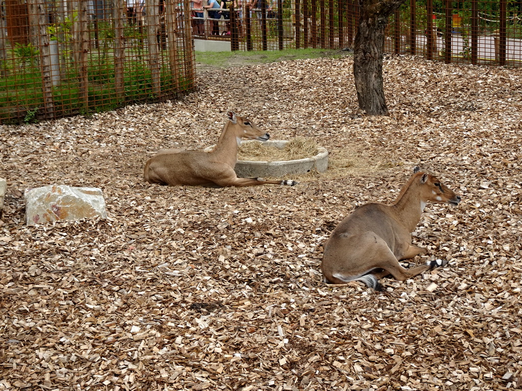 Nilgais at the Dierenrijk zoo