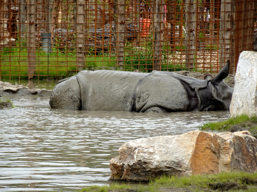 Indian Rhinoceros at the Dierenrijk zoo