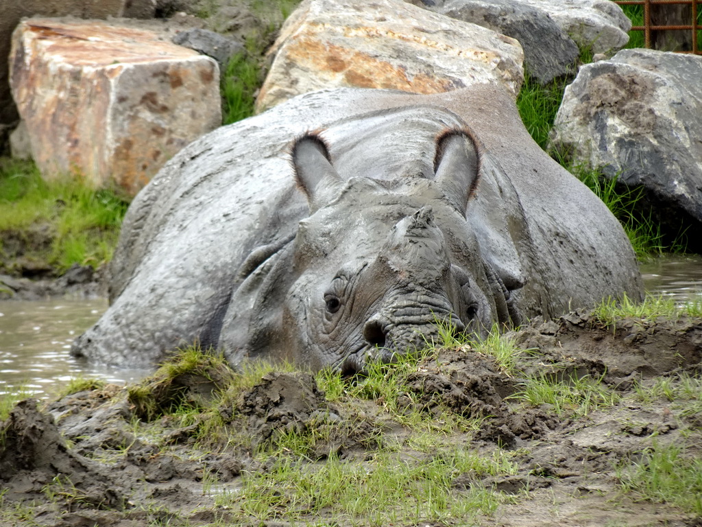 Indian Rhinoceros at the Dierenrijk zoo