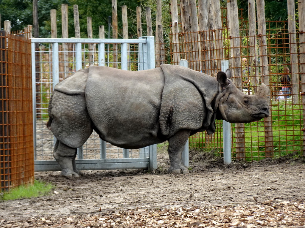 Indian Rhinoceros at the Dierenrijk zoo