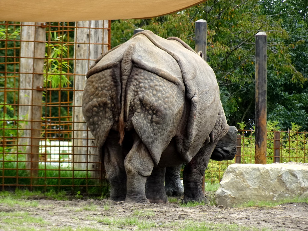 Indian Rhinoceros at the Dierenrijk zoo