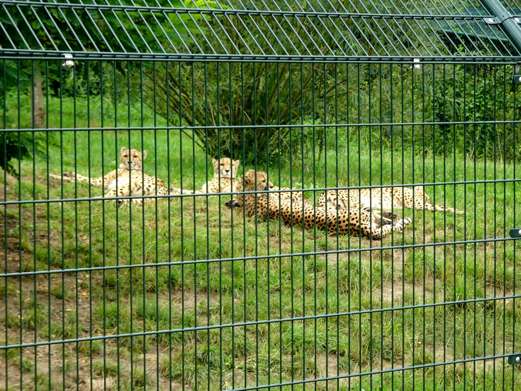 Cheetahs at the Dierenrijk zoo