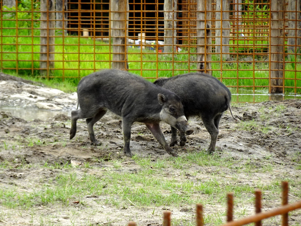 Visayan Warty Pigs at the Dierenrijk zoo