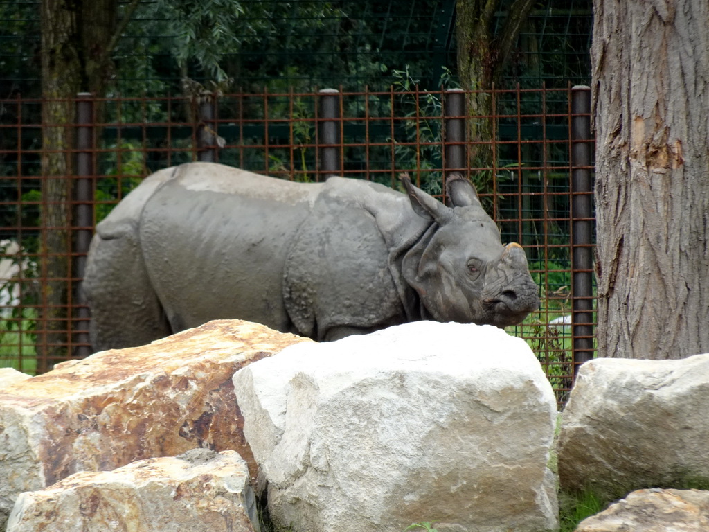 Indian Rhinoceros at the Dierenrijk zoo