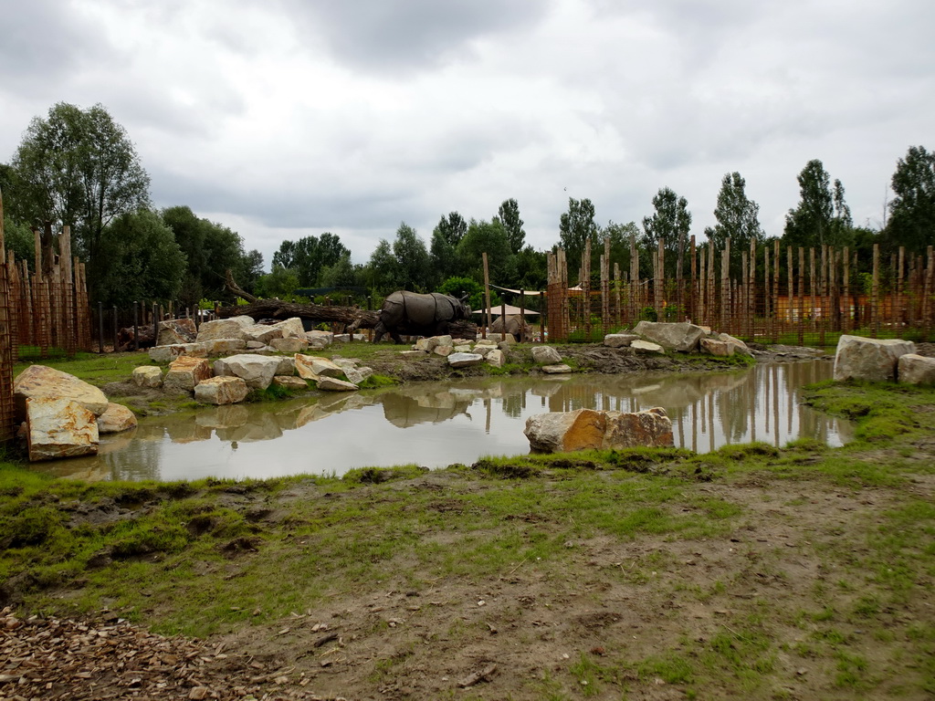 Indian Rhinoceroses at the Dierenrijk zoo