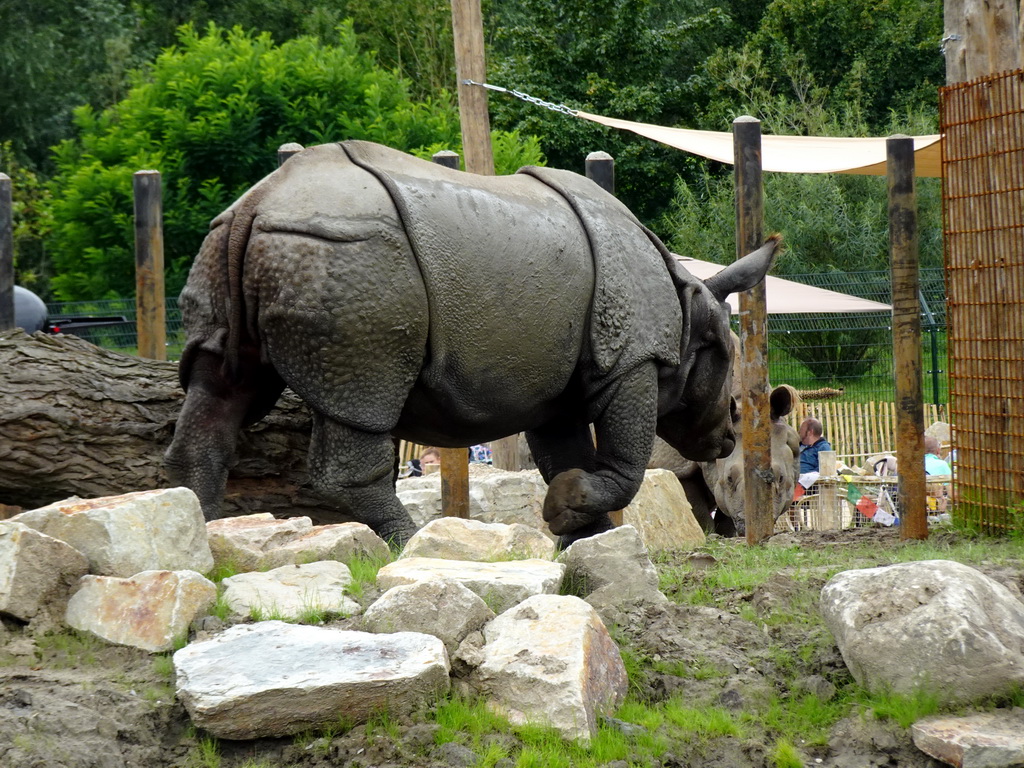 Indian Rhinoceroses at the Dierenrijk zoo