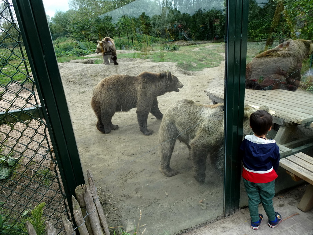 Max with Brown Bears at the Dierenrijk zoo