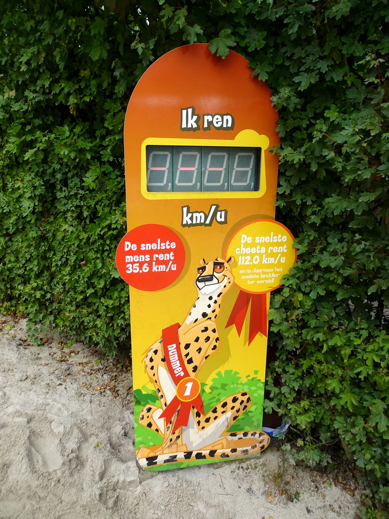 Cheetah speed measurer at the Dierenrijk zoo