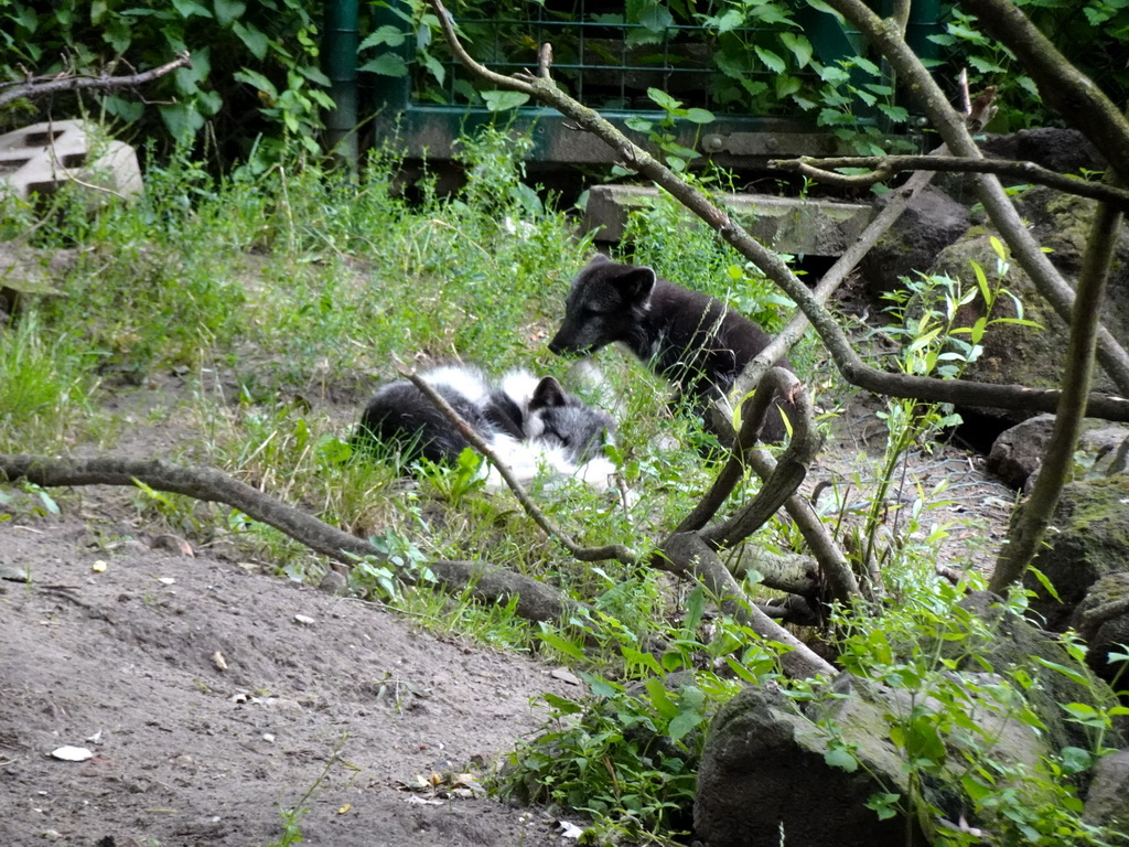 Arctic Foxes at the Dierenrijk zoo
