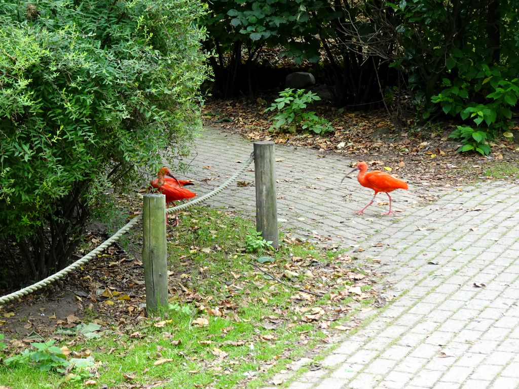 Red Ibises at the Dierenrijk zoo