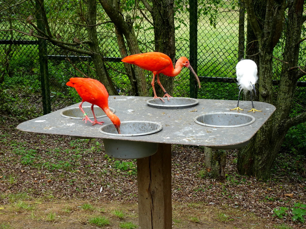 Red Ibises and American White Ibis at the Dierenrijk zoo