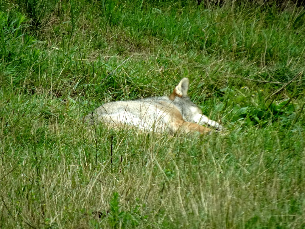 Wolf at the Dierenrijk zoo