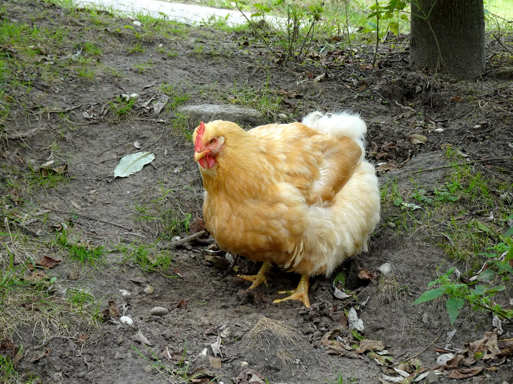 Orpington Chicken at the Dierenrijk zoo