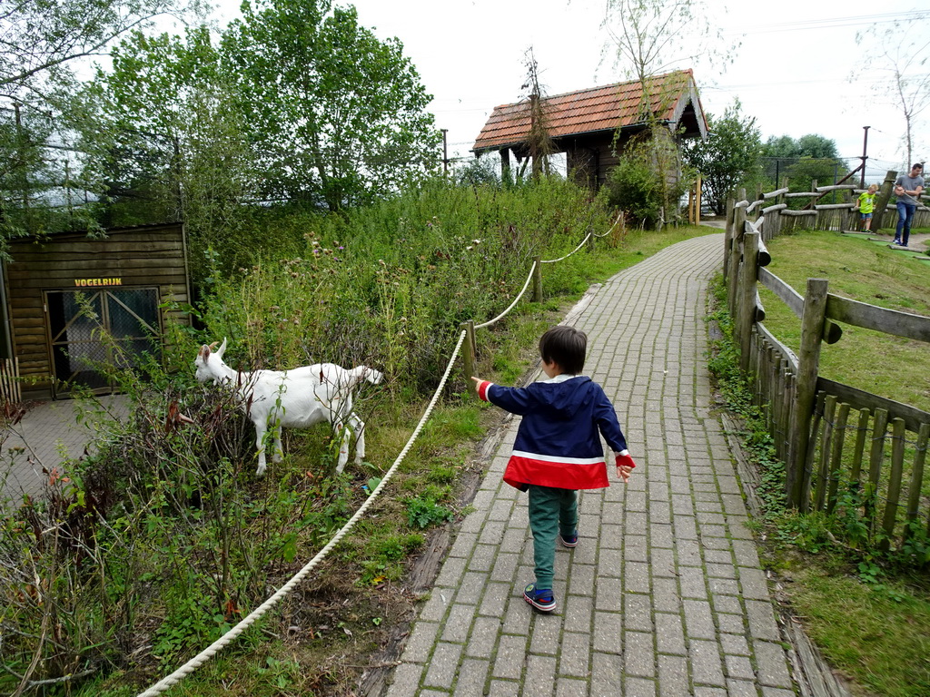 Max with a Dutch White Goat at the Dierenrijk zoo