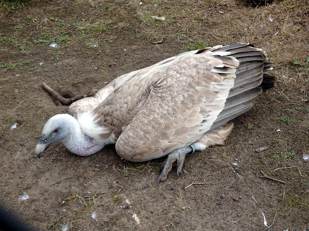 Griffon Vulture at the Dierenrijk zoo