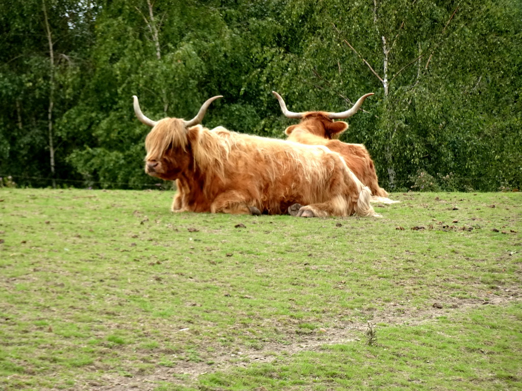 Highland Cattle at the Dierenrijk zoo