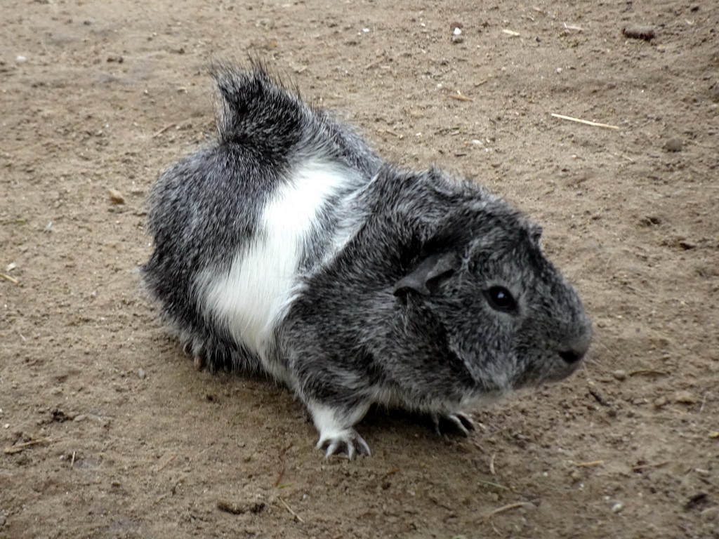 Guinea Pig at the Dierenrijk zoo