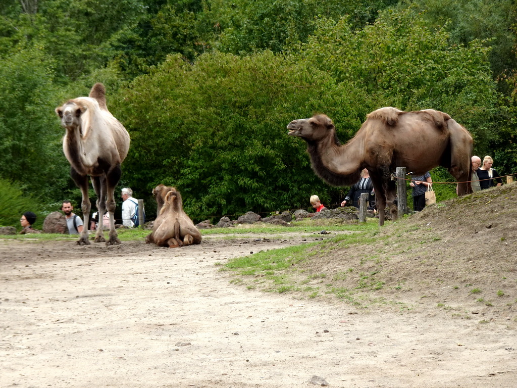 Camels at the Dierenrijk zoo